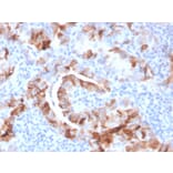 Immunohistochemistry - Anti-Thyroid Peroxidase Antibody [TPO/3701] (A250197) - Antibodies.com