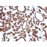 Immunohistochemistry - Anti-Thyroid Peroxidase Antibody [TPO/3697] (A250203) - Antibodies.com