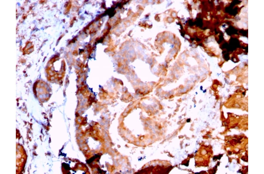 Immunohistochemistry - Anti-GRP94 Antibody [HSP90B1/3168R] (A250208) - Antibodies.com