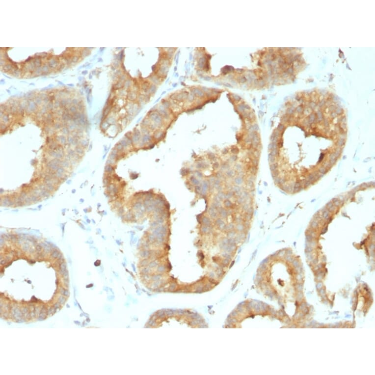 Immunohistochemistry - Anti-GRP94 Antibody [9G10.F8.2] (A250209) - Antibodies.com