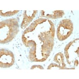 Immunohistochemistry - Anti-GRP94 Antibody [9G10.F8.2] (A250209) - Antibodies.com