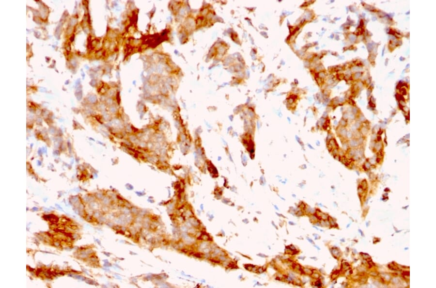 Immunohistochemistry - Anti-GRP94 Antibody [9G10.F8.2] (A250209) - Antibodies.com