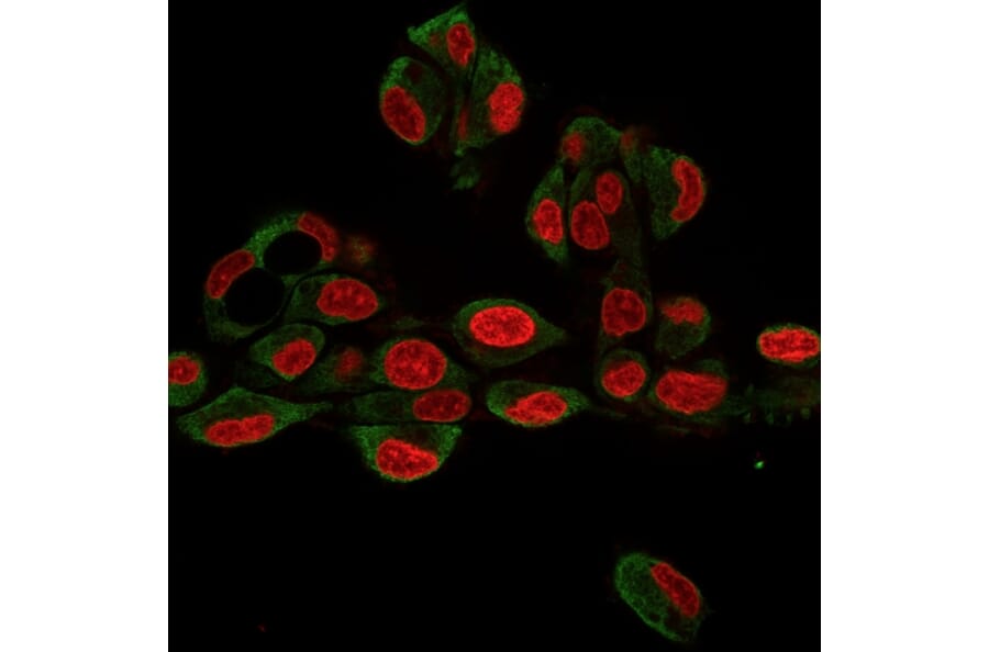 Immunofluorescence - Anti-GRP94 Antibody [9G10.F8.2] (A250209) - Antibodies.com