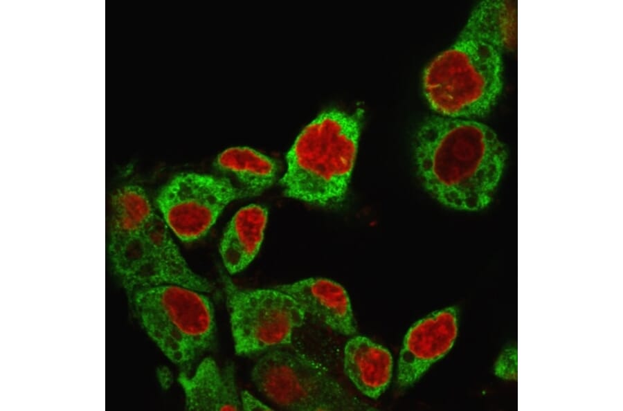 Immunofluorescence - Anti-GRP94 Antibody [SPM249] (A250210) - Antibodies.com