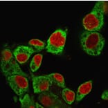 Immunofluorescence - Anti-GRP94 Antibody [SPM249] (A250210) - Antibodies.com