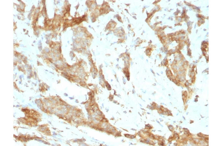 Immunohistochemistry - Anti-GRP94 Antibody [SPM249] (A250210) - Antibodies.com