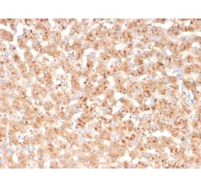 Immunohistochemistry - Anti-Transthyretin Antibody [TTR/4293] (A250225) - Antibodies.com
