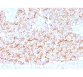 Immunohistochemistry - Anti-alpha Tubulin Antibody [TUBA/3038] (A250228) - Antibodies.com