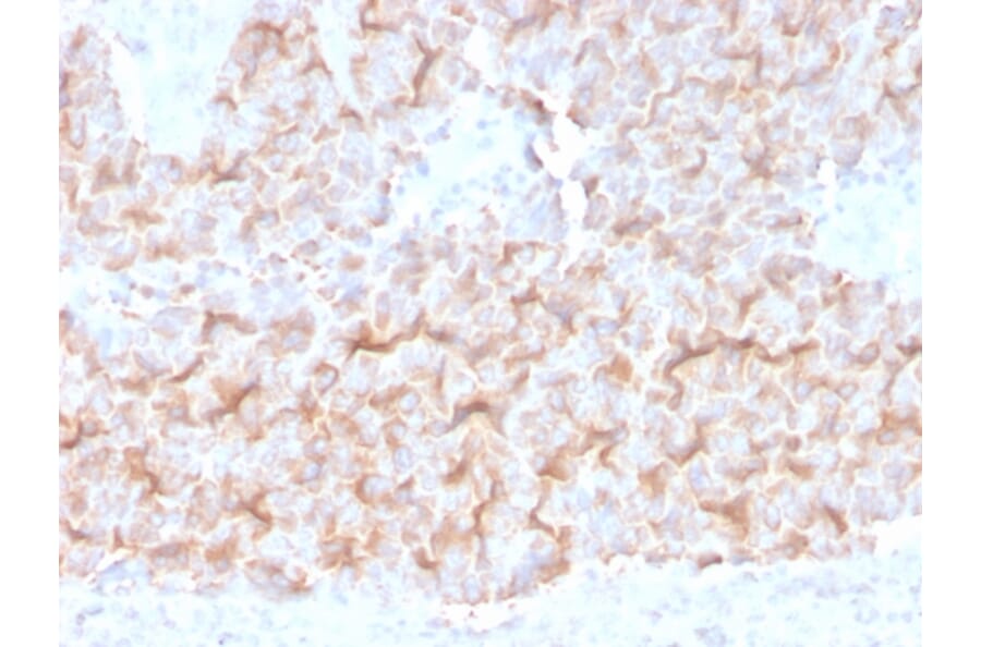 Immunohistochemistry - Anti-alpha Tubulin Antibody [TUBA/3038] (A250228) - Antibodies.com