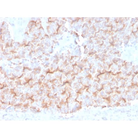 Immunohistochemistry - Anti-alpha Tubulin Antibody [TUBA/3038] (A250228) - Antibodies.com