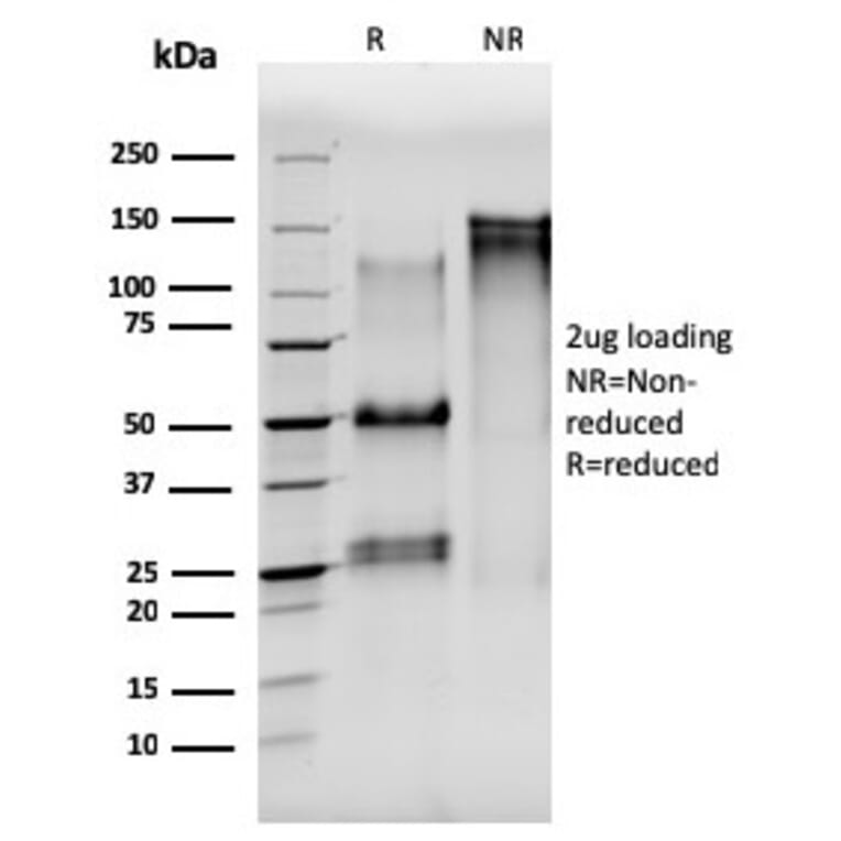 SDS-PAGE - Anti-alpha Tubulin Antibody [TUBA/3038] (A250228) - Antibodies.com