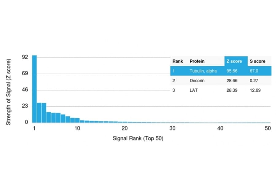 Protein Array - Anti-alpha Tubulin Antibody [TUBA/3038] (A250227) - Antibodies.com