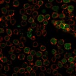 Immunofluorescence - Anti-Thymidylate Synthase Antibody [TYMS/1884] (A250237) - Antibodies.com
