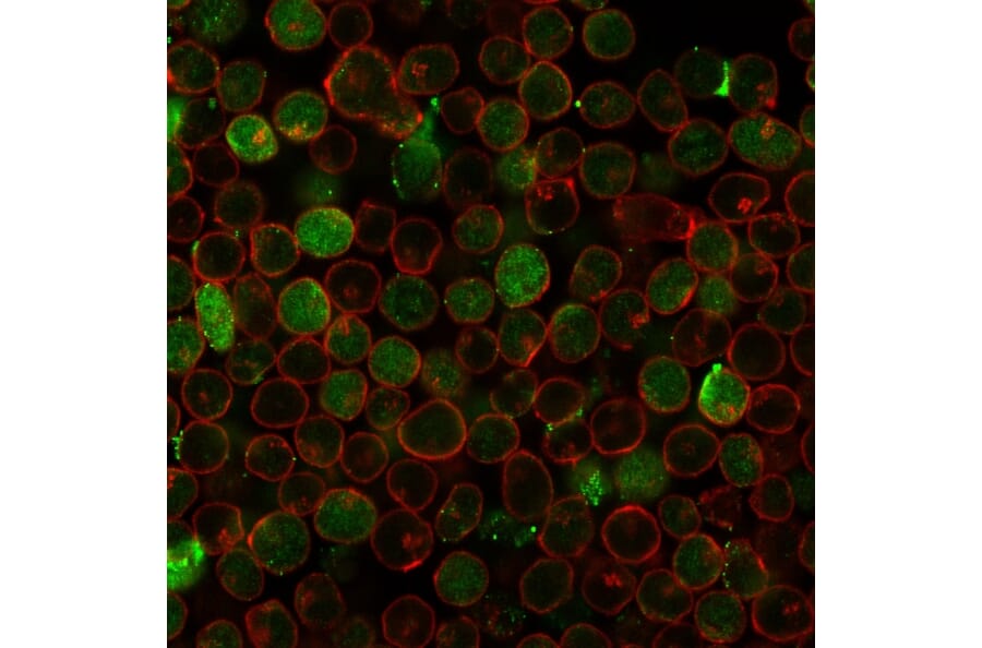 Immunofluorescence - Anti-Thymidylate Synthase Antibody [rTYMS/1884] (A250238) - Antibodies.com