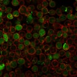 Immunofluorescence - Anti-Thymidylate Synthase Antibody [rTYMS/1884] (A250238) - Antibodies.com