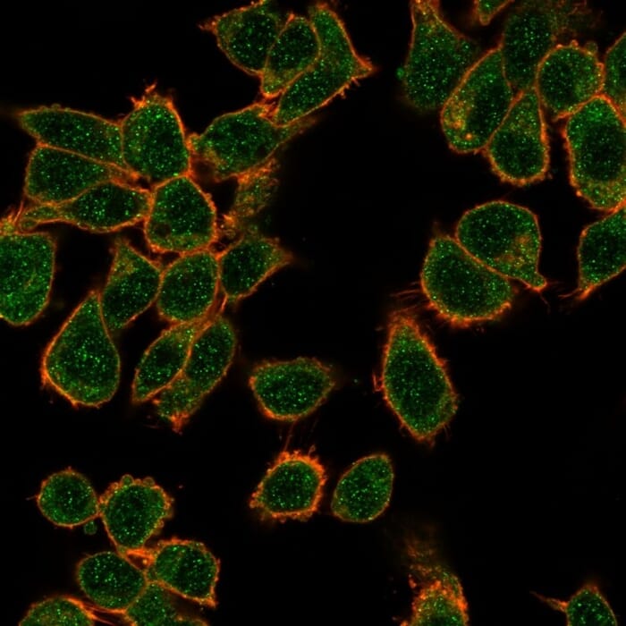 Immunofluorescent analysis of PFA fixed HeLa cells stained with Anti-GTF2H2C Antibody [PCRP-GTF2H2C-2C9] followed by Goat Anti-Mouse IgG (CF&#174; 488) (Green). Counterstain is Phalloidin (Red).