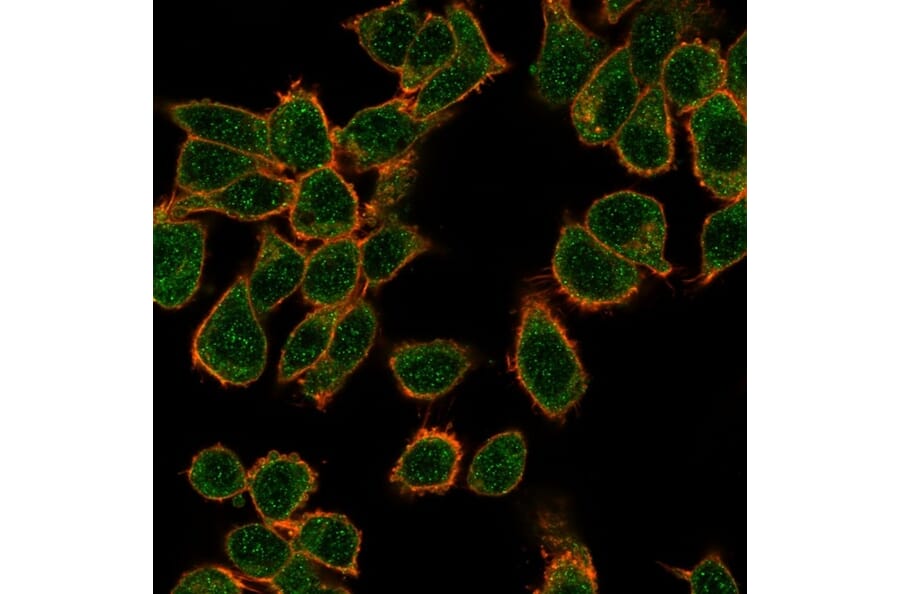 Immunofluorescence - Anti-GTF2H2C Antibody [PCRP-GTF2H2C-2C9] (A250246) - Antibodies.com