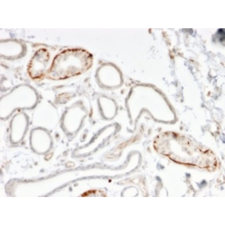 Immunohistochemistry - Anti-GTF2H2C Antibody [PCRP-GTF2H2C-2C9] (A250246) - Antibodies.com