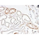 Immunohistochemistry - Anti-GTF2H2C Antibody [PCRP-GTF2H2C-2C9] (A250246) - Antibodies.com