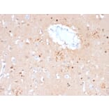 Immunohistochemistry - Anti-Ubiquitin Antibody [UBB/2122] (A250262) - Antibodies.com