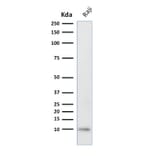 Western Blot - Anti-Ubiquitin Antibody [UBB/2122] (A250262) - Antibodies.com