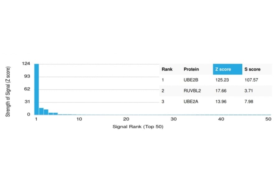 Protein Array - Anti-UBE2B Antibody [PCRP-UBE2B-1C7] (A250263) - Antibodies.com