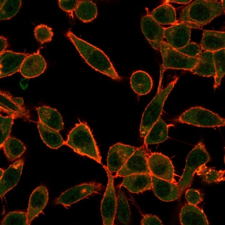 Immunofluorescence - Anti-UBE3A Antibody [PCRP-UBE3A-1A2] (A250265) - Antibodies.com