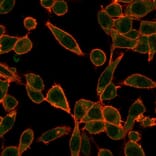 Immunofluorescence - Anti-UBE3A Antibody [PCRP-UBE3A-1A2] (A250265) - Antibodies.com