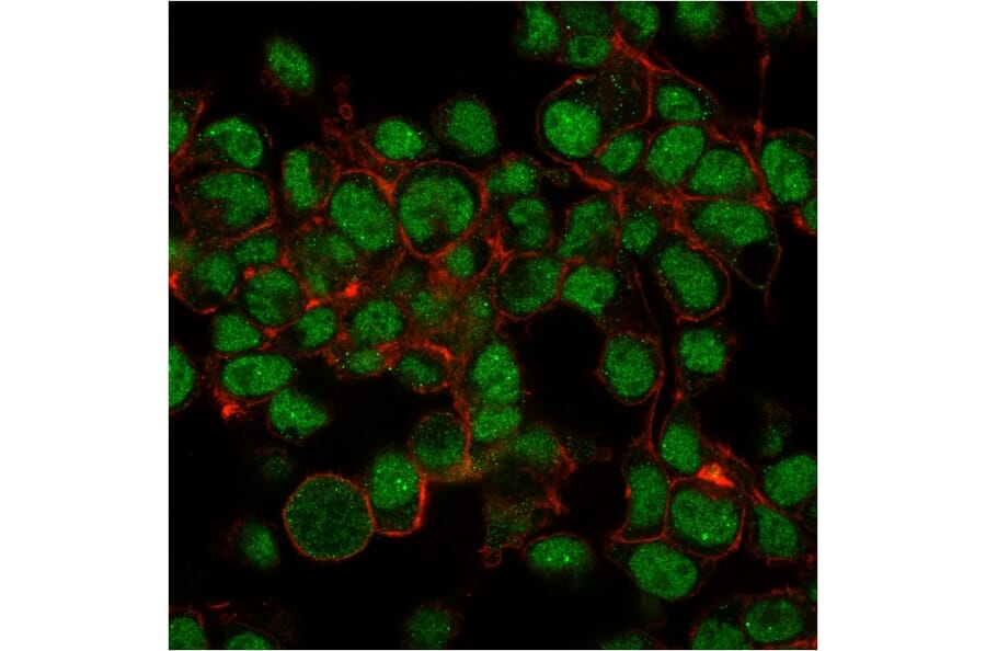 Immunocytochemistry - Anti-SUMO-1 Antibody [SM1/495] (A250266) - Antibodies.com