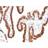 Immunohistochemistry - Anti-SUMO-1 Antibody [SPM571] (A250266) - Antibodies.com