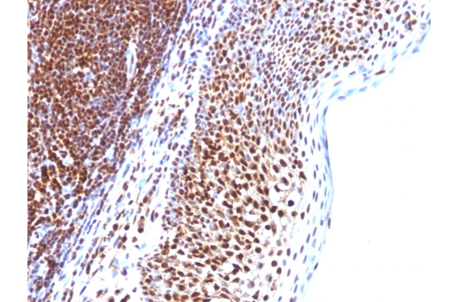 Immunohistochemistry - Anti-SUMO-1 Antibody [SUMO1/1188] (A250268) - Antibodies.com