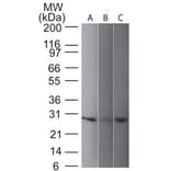 Western Blot - Anti-PGP9.5 Antibody [31A3] (A250269) - Antibodies.com