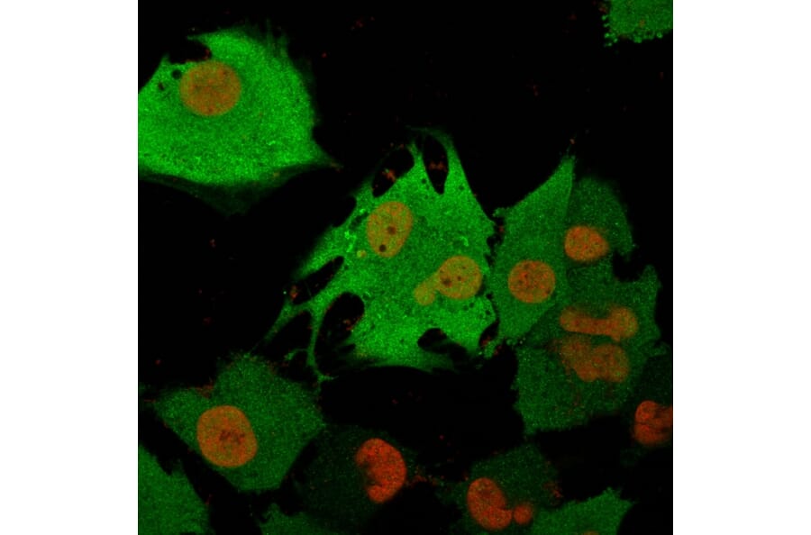Immunofluorescence - Anti-PGP9.5 Antibody [31A3] (A250269) - Antibodies.com