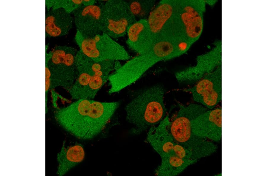 Immunofluorescence - Anti-PGP9.5 Antibody [SPM574] (A250269) - Antibodies.com