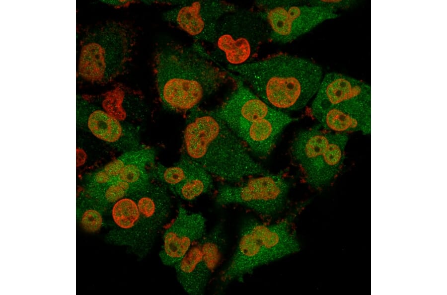 Immunofluorescence - Anti-PGP9.5 Antibody [13C4] (A250270) - Antibodies.com