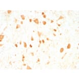 Immunohistochemistry - Anti-PGP9.5 Antibody [UCHL1/775] (A250272) - Antibodies.com