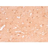 Immunohistochemistry - Anti-PGP9.5 Antibody [rUCHL1/775] (A250275) - Antibodies.com