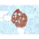 Immunohistochemistry - Anti-PGP9.5 Antibody [rUCHL1/775] (A250275) - Antibodies.com