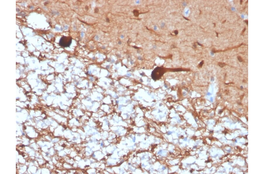 Immunohistochemistry - Anti-PGP9.5 Antibody [rUCHL1/4557] (A250276) - Antibodies.com