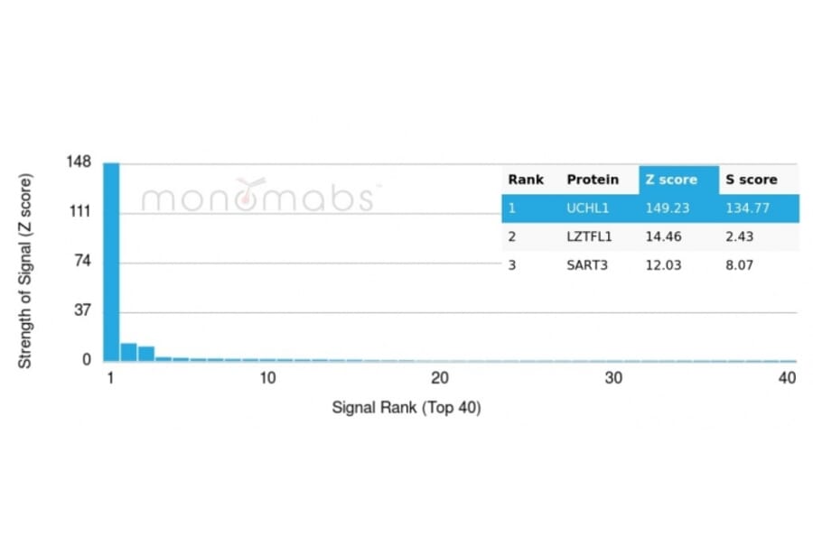 Protein Array - Anti-PGP9.5 Antibody [UCHL1/4558] (A250276) - Antibodies.com