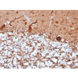 Immunohistochemistry - Anti-PGP9.5 Antibody [UCHL1/4556R] (A250278) - Antibodies.com
