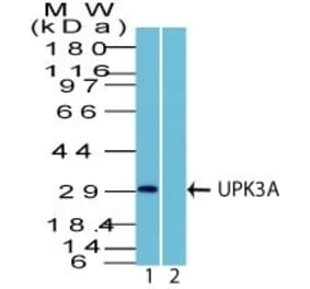 Western Blot - Anti-Uroplakin 3A Antibody (A250282) - Antibodies.com