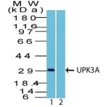 Western Blot - Anti-Uroplakin 3A Antibody (A250282) - Antibodies.com