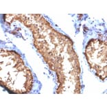Immunohistochemistry - Anti-Vinculin Antibody [VCL/2572] (A250288) - Antibodies.com