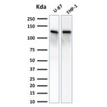 Western Blot - Anti-Vinculin Antibody [VCL/2572] (A250288) - Antibodies.com
