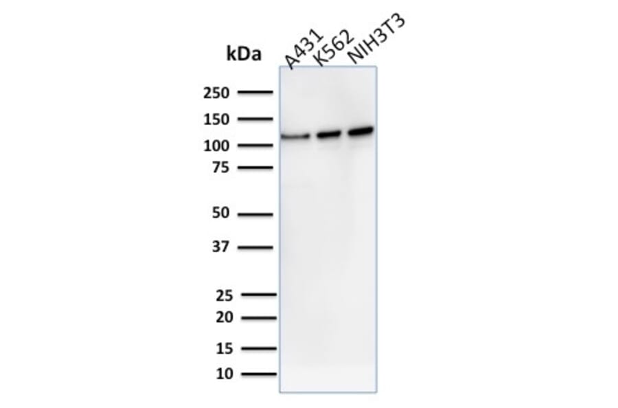 Western Blot - Anti-Vinculin Antibody [VCL/2575] (A250290) - Antibodies.com
