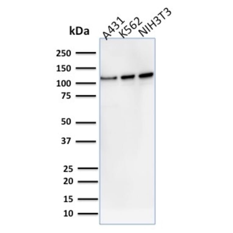 Western Blot - Anti-Vinculin Antibody [VCL/2575] (A250290) - Antibodies.com