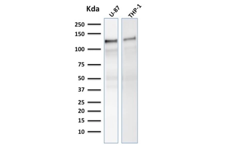 Western Blot - Anti-Vinculin Antibody [VCL/2575] (A250290) - Antibodies.com