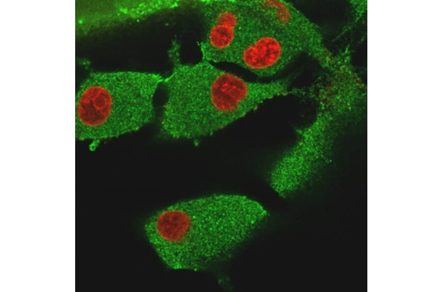 Immunofluorescence - Anti-Vinculin Antibody [VCL/3617] (A250291) - Antibodies.com