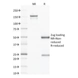 SDS-PAGE - Anti-VEGF Antibody [VG1] (A250294) - Antibodies.com